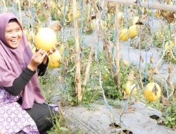 PLN Kenalkan Santri pada Electrifying Agriculture