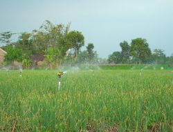 Pertanian Modern Berbasis Listrik Kian Berkembang, Program Electrifying Agriculture PLN Alami Peningkatan