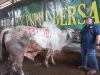 CV Puput Bersaudara Hewan Kurban Penjualan Capai 1.000 Ekor Sapi Tanpa Ada Yang Mati di Tahun Ini