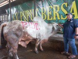 CV Puput Bersaudara Hewan Kurban Penjualan Capai 1.000 Ekor Sapi Tanpa Ada Yang Mati di Tahun Ini