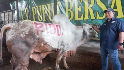 CV Puput Bersaudara Hewan Kurban Penjualan Capai 1.000 Ekor Sapi Tanpa Ada Yang Mati di Tahun Ini