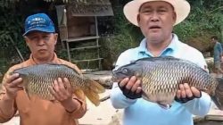 Igun : Tangan Dingin di Balik Ikan Mas Berbobot 7 Kg