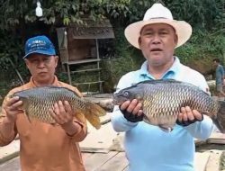 Igun : Tangan Dingin di Balik Ikan Mas Berbobot 7 Kg