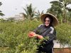 Lahan Kosong Disulap Jadi Kebun Cabai