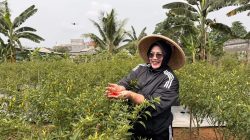Lahan Kosong Disulap Jadi Kebun Cabai