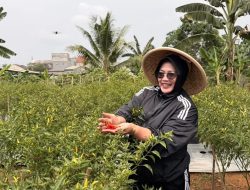 Lahan Kosong Disulap Jadi Kebun Cabai